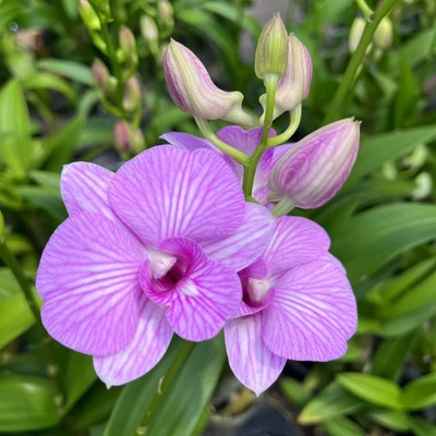 秋石斛带花苞原盆原土