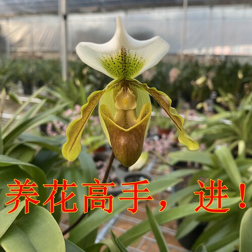 绿植花卉洋兰精致兜兰盆栽室内阳台办公室客厅裸根发货好养观赏花