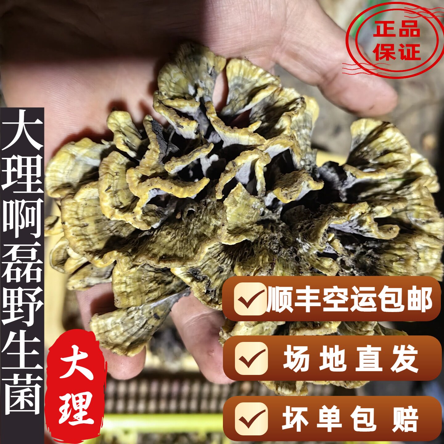 云南野生干巴菌新鲜菌