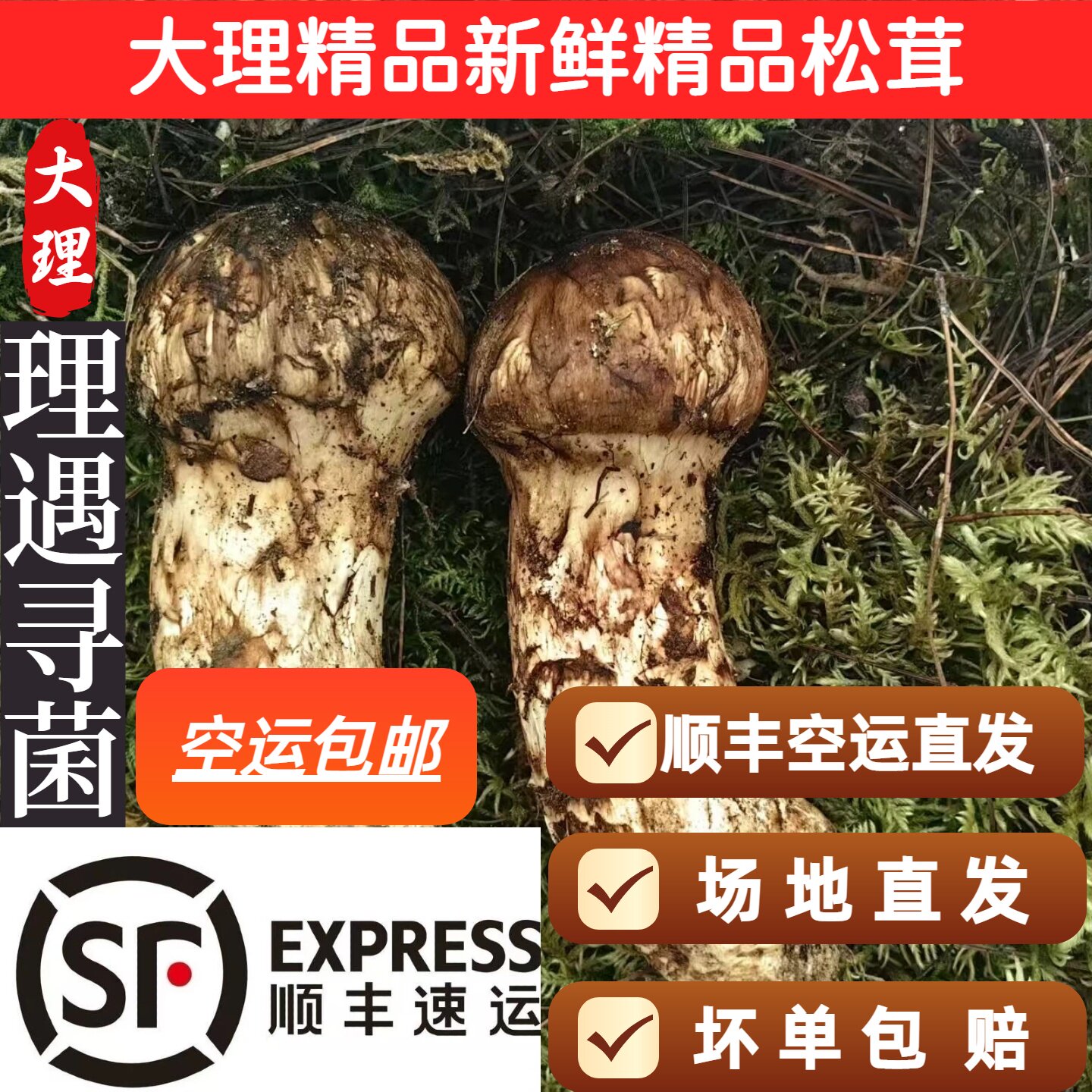 2026大理凤仪镇新鲜野生松茸品质首选新鲜松茸特产出口级不开伞。