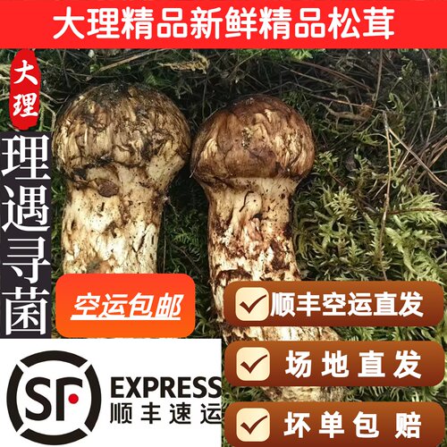 2026大理凤仪镇新鲜野生松茸品质首选新鲜松茸特产出口级不开伞。