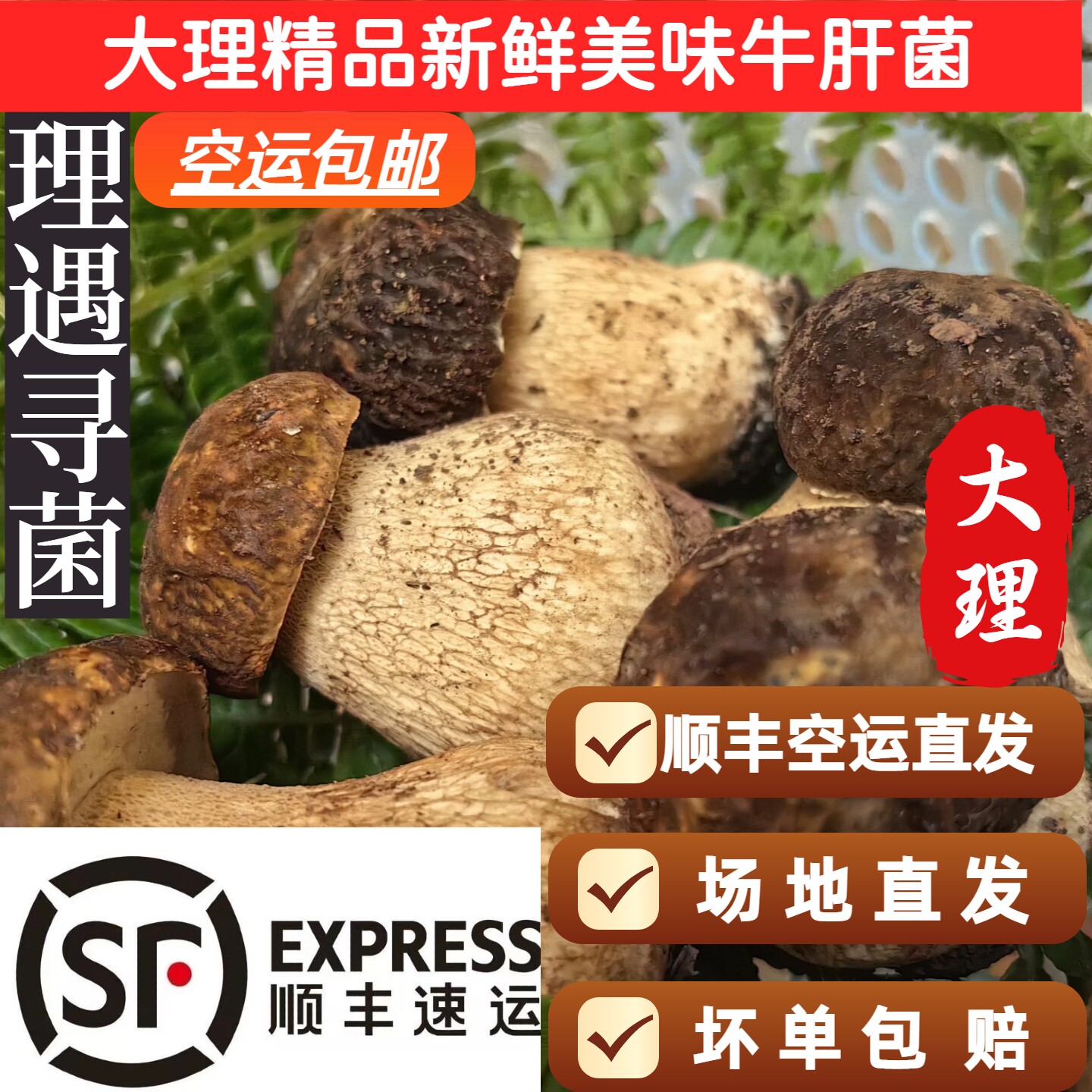 2026年云南大理云南野生菌新鲜美味牛肝菌新鲜野生菌新鲜牛肝菌