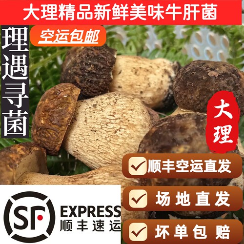 2026年云南大理云南野生菌新鲜美味牛肝菌新鲜野生菌新鲜牛肝菌