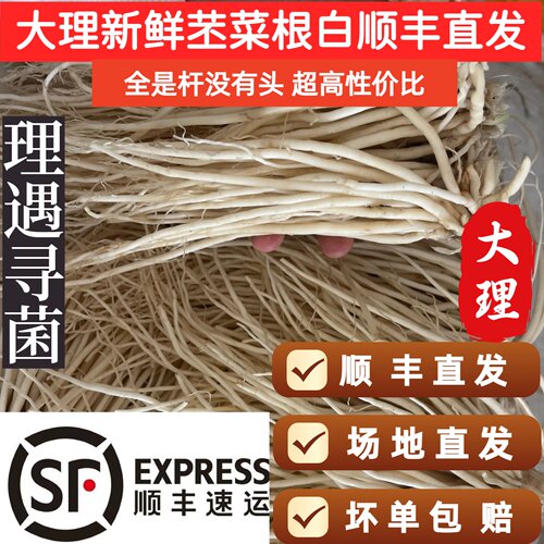 大理顺丰直发新鲜撇菜根瓦味配料纯须不带菜杆佤味苤菜根精品挑选
