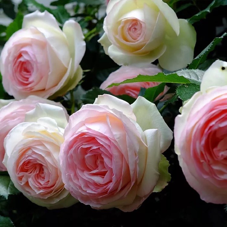 藤本月季花苗 粉色龙沙宝石 庭院盆栽花卉欧月蔷薇苗,鲜花速递/花卉仿真/绿植园艺,月季/蔷薇/玫瑰,淘宝优惠券,粉丝福利购,淘宝优惠卷