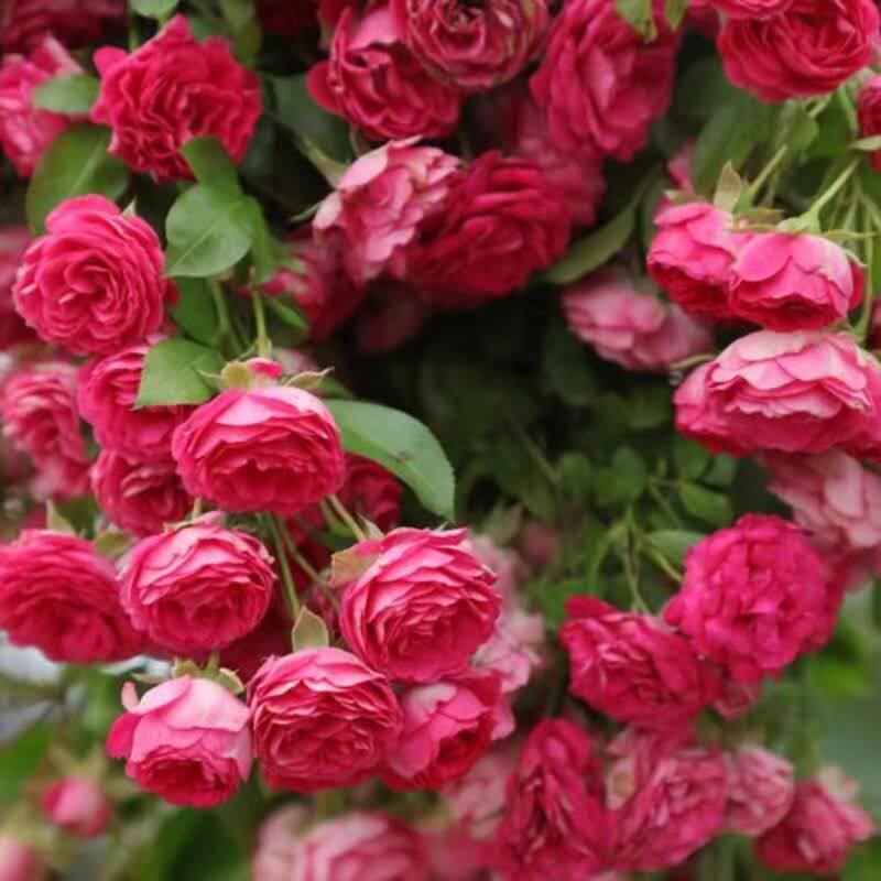 藤本月季花苗 胭脂扣 庭院盆栽花卉欧月蔷薇