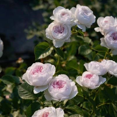 三一月季 公爵夫人/尘世天使 精品大花浓香月季庭院阳台花卉植物