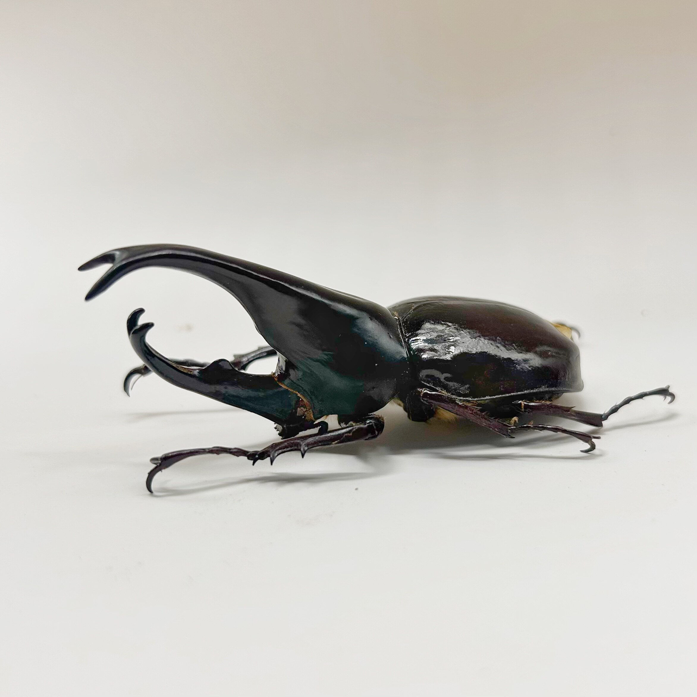 印尼姬兜独角仙真昆虫标本甲虫手工素材科普小众创意礼物大兜虫,家居饰品,标本类装饰画,淘宝优惠券,粉丝福利购,淘宝优惠卷