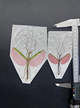 玫瑰竹节虫标本真昆虫素材手工创意小众礼物科普摆件A1/A-