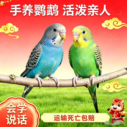 【会学说话】手养活体虎皮鹦鹉小型宠物活泼亲人可下蛋可繁殖幼仔