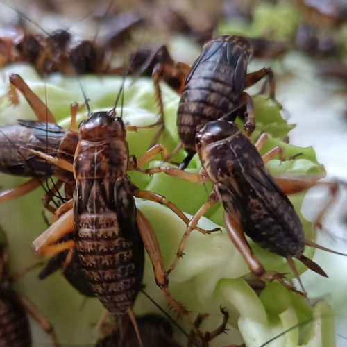 活食各种规格蟋蟀虫体物鱼