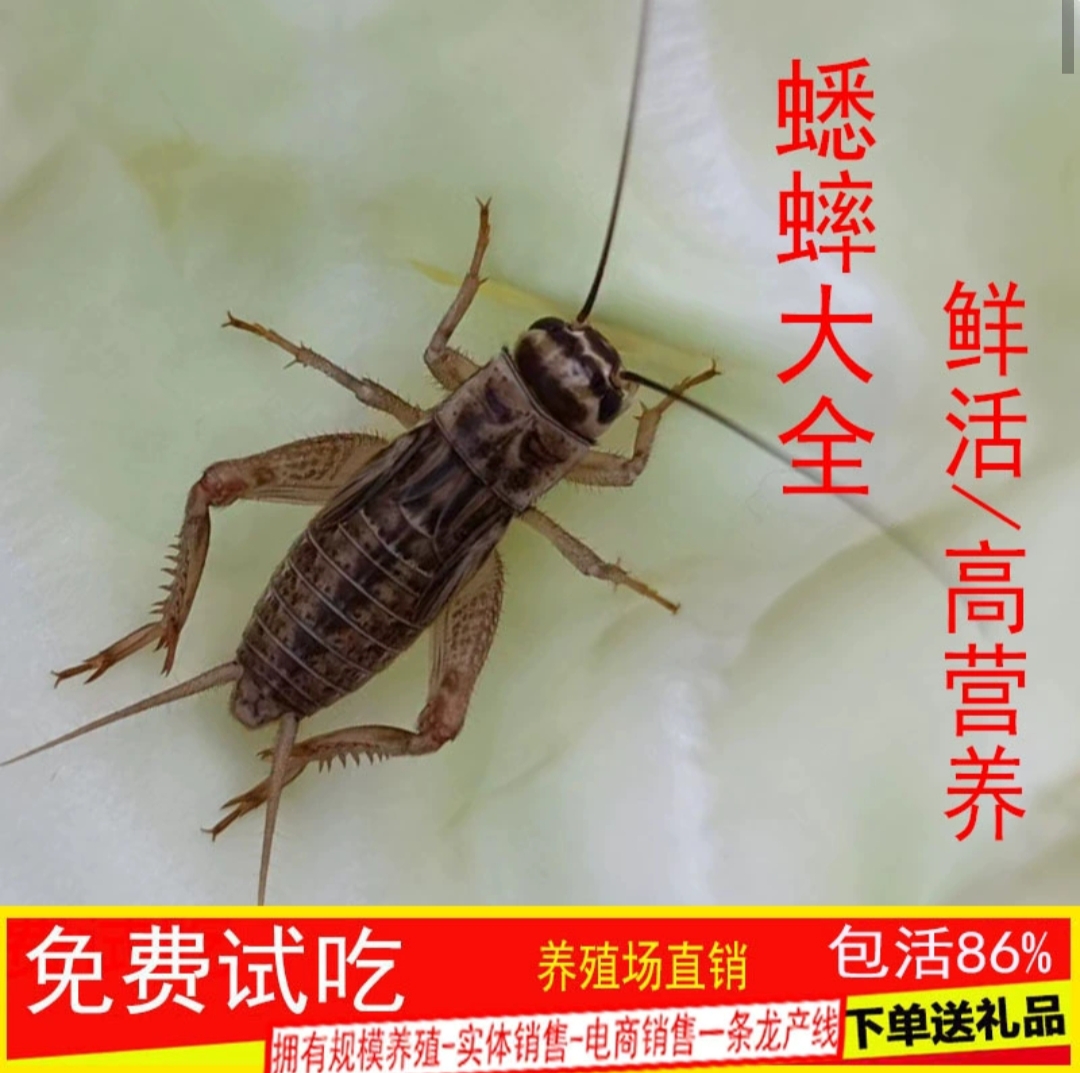 鱼鸟爬虫活食各种规格 蟋蟀白蛐蛐活体物饲料蜥蜴守宫蜘油葫芦 宠物/宠物食品及用品 蟋蟀/蝈蝈 原图主图