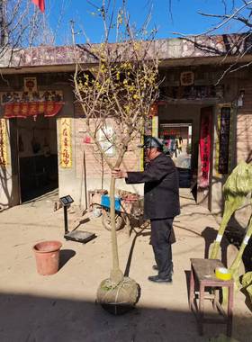 腊梅花树苗浓香型腊梅树苗庭院别墅阳台耐寒植物带花苞