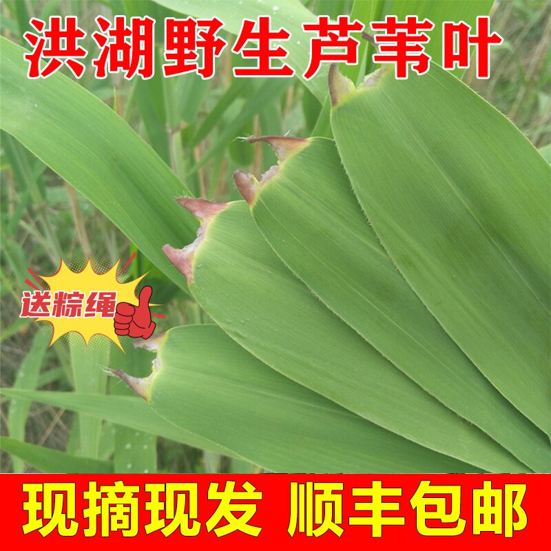 洪湖新鲜野生粽叶芦苇叶大号现摘现发包粽子专用叶子端午批发顺丰