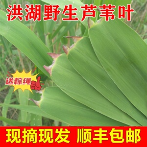 洪湖新鲜野生粽叶芦苇叶大号现摘现发包粽子专用叶子端午批发顺丰