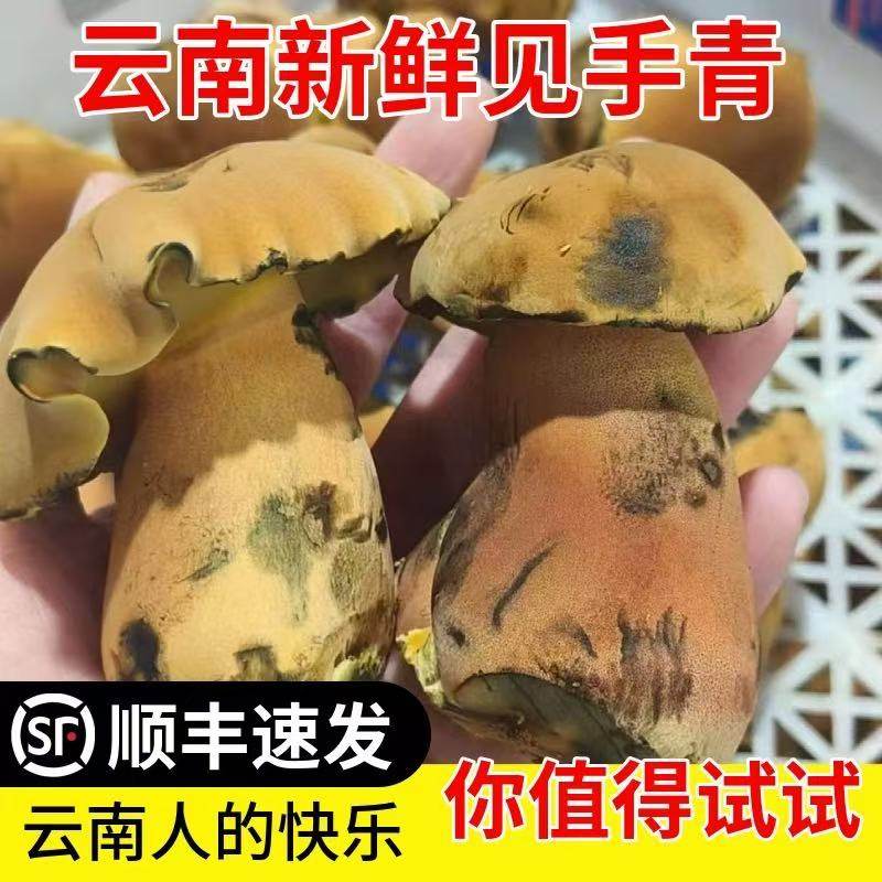 新鲜牛肝菌见手青切开变色云南特产顺丰包邮红葱菌