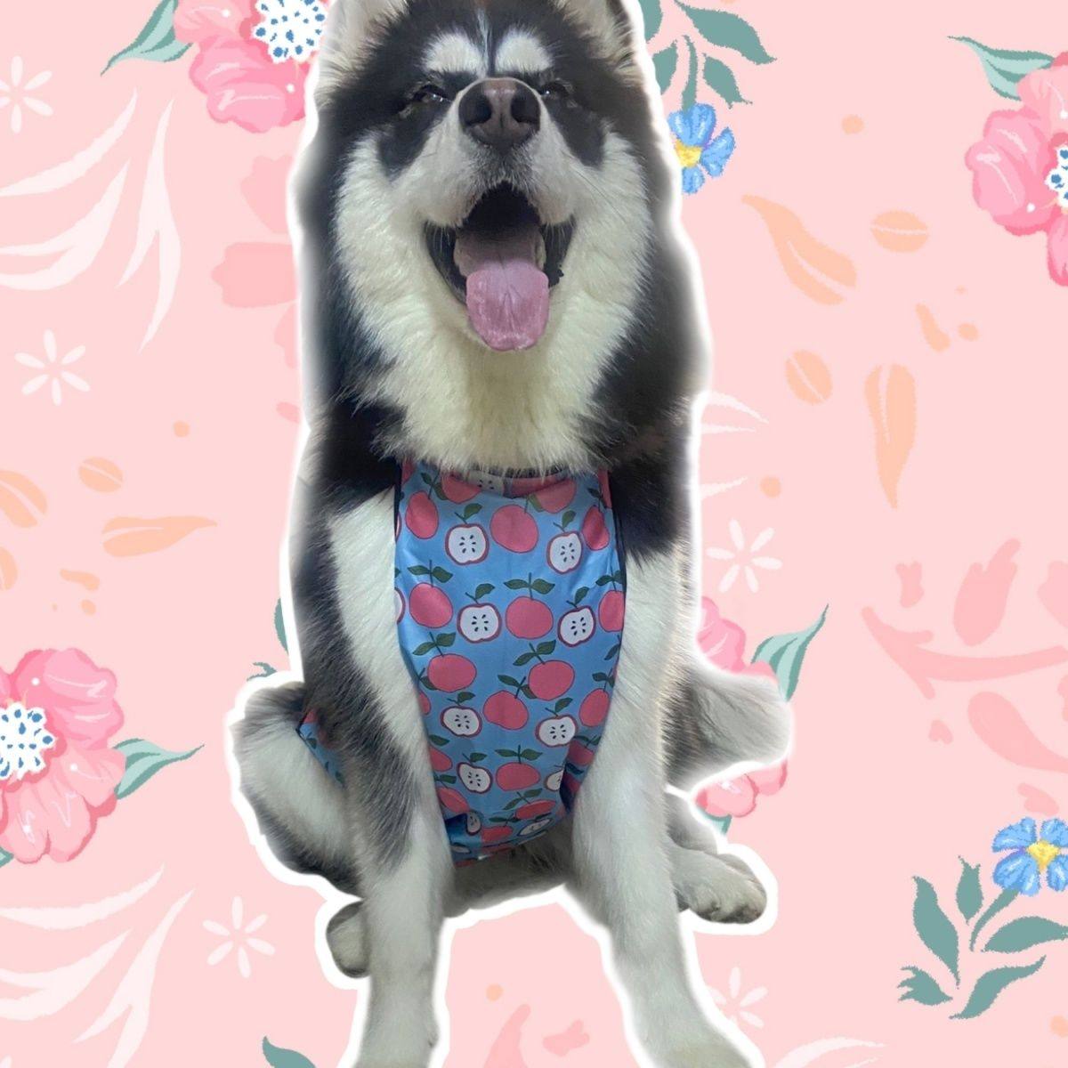 防水防着凉大型犬防脏肚兜春泰阁