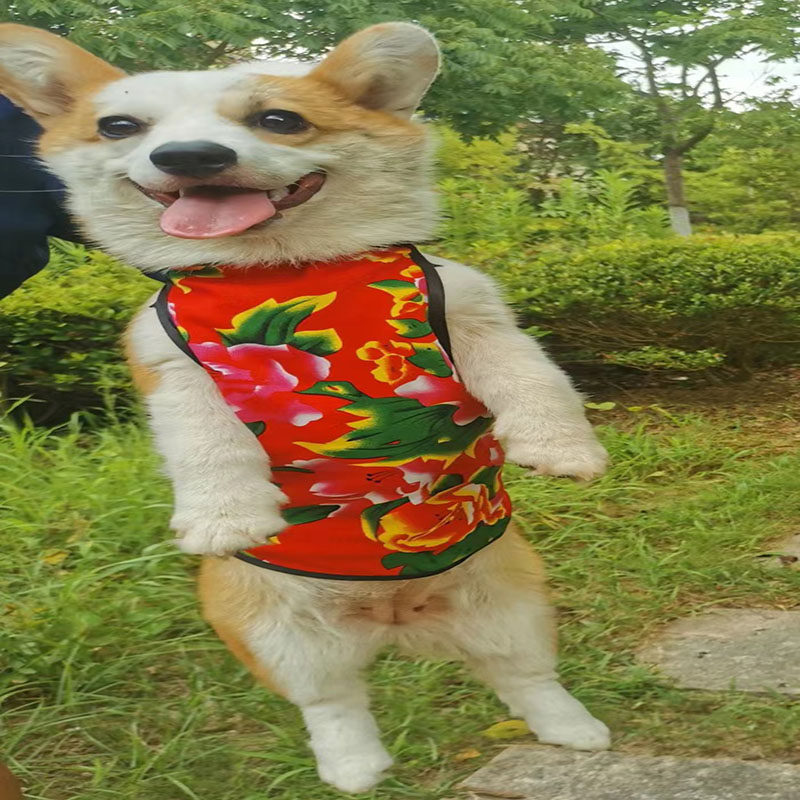 猫狗纯棉保暖护肚子肚兜喜庆好看