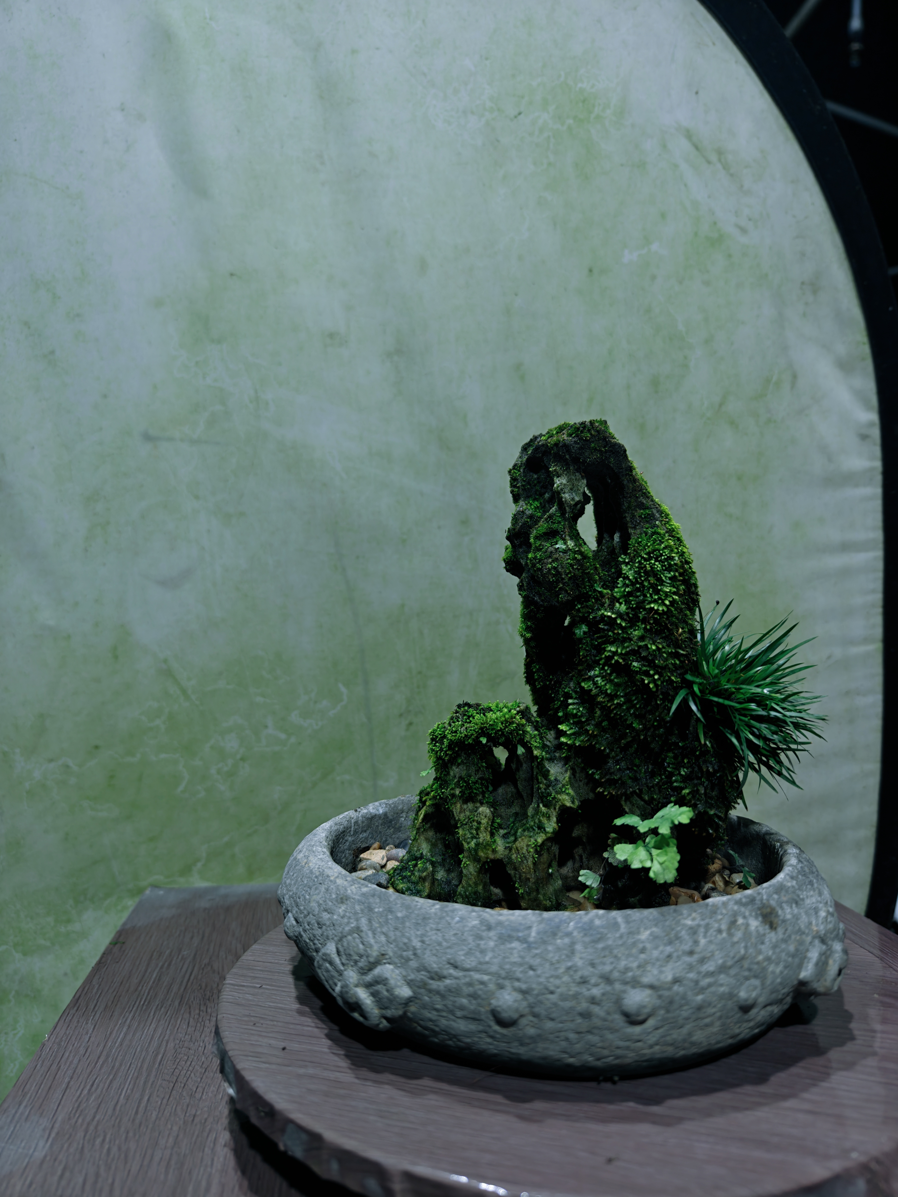 吴定石附金钱菖蒲高22长14厚8不含盆