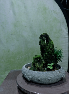 吴定石附金钱菖蒲高22长14厚8不含盆