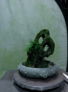 吴定石附虎须菖蒲铁线蕨高25长13厚9不含盆