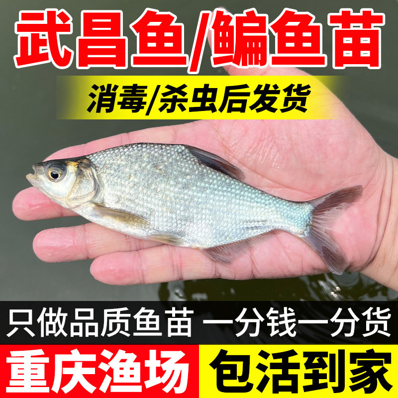 鳊鱼苗武昌鱼苗淡水养殖食用柳叶扁鱼苗三角团头鲂边鱼苗好养耐活