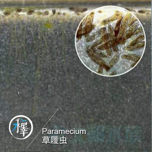 草履虫洄水轮虫斗鱼金波鱼斑马鱼苗开口活体饲料实验教学考试培养