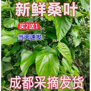 桑叶新鲜蚕宝宝鲜嫩学生养蚕现摘桑蚕食物蚕卵活蚕嫩叶大叶批斤包