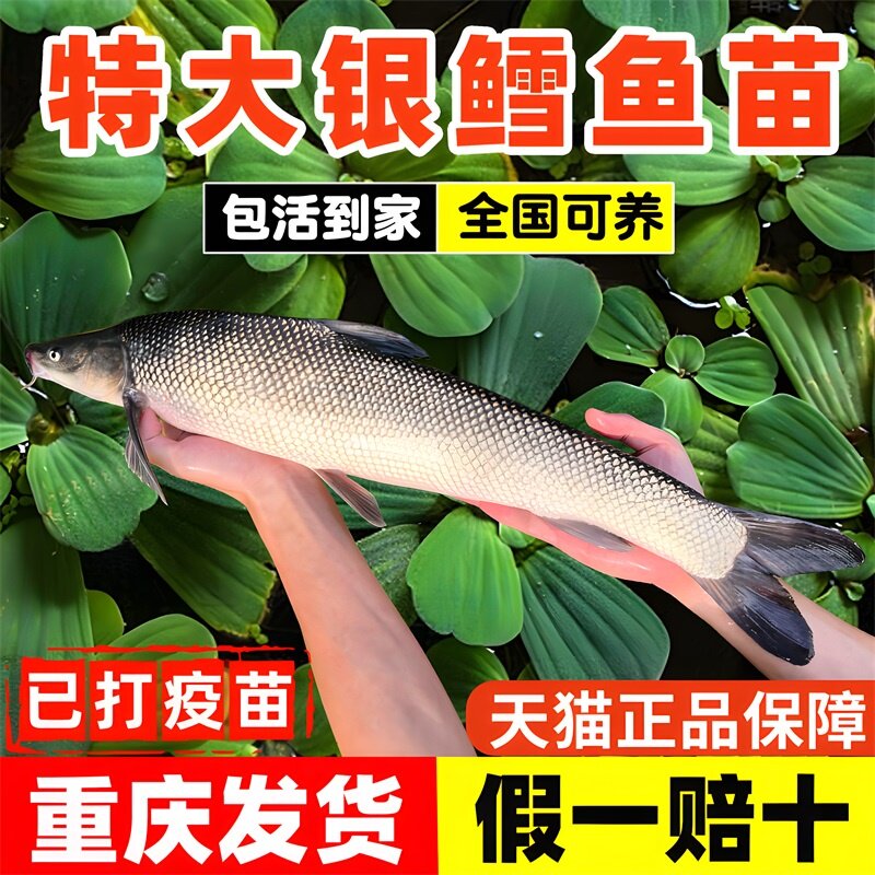 银鳕鱼苗淡水养殖食用大鳞鲃淡水银雪鱼观赏鱼草鱼活鱼小鱼苗批发