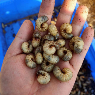 【养殖场直供】活虫鱼饵饵料蛴螬老母虫昆虫鲤鱼草鱼黑坑水库野钓