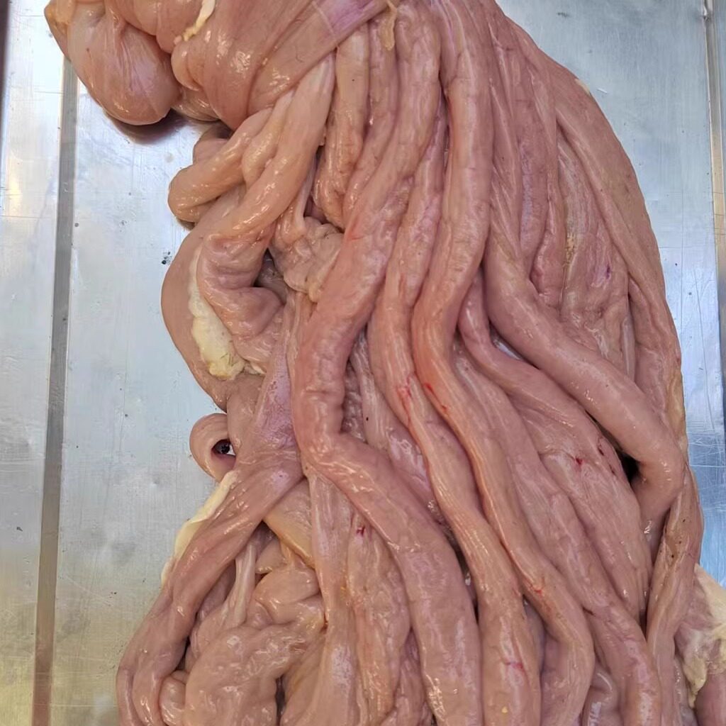 农家散养土猪新鲜猪小肠 ,纯手工清洗,去油去脏 焯水 后 3斤