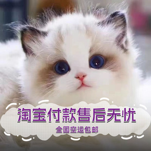 布偶猫幼猫纯种蓝双海双长毛仙女猫幼崽活物宠物小猫咪活体猫舍