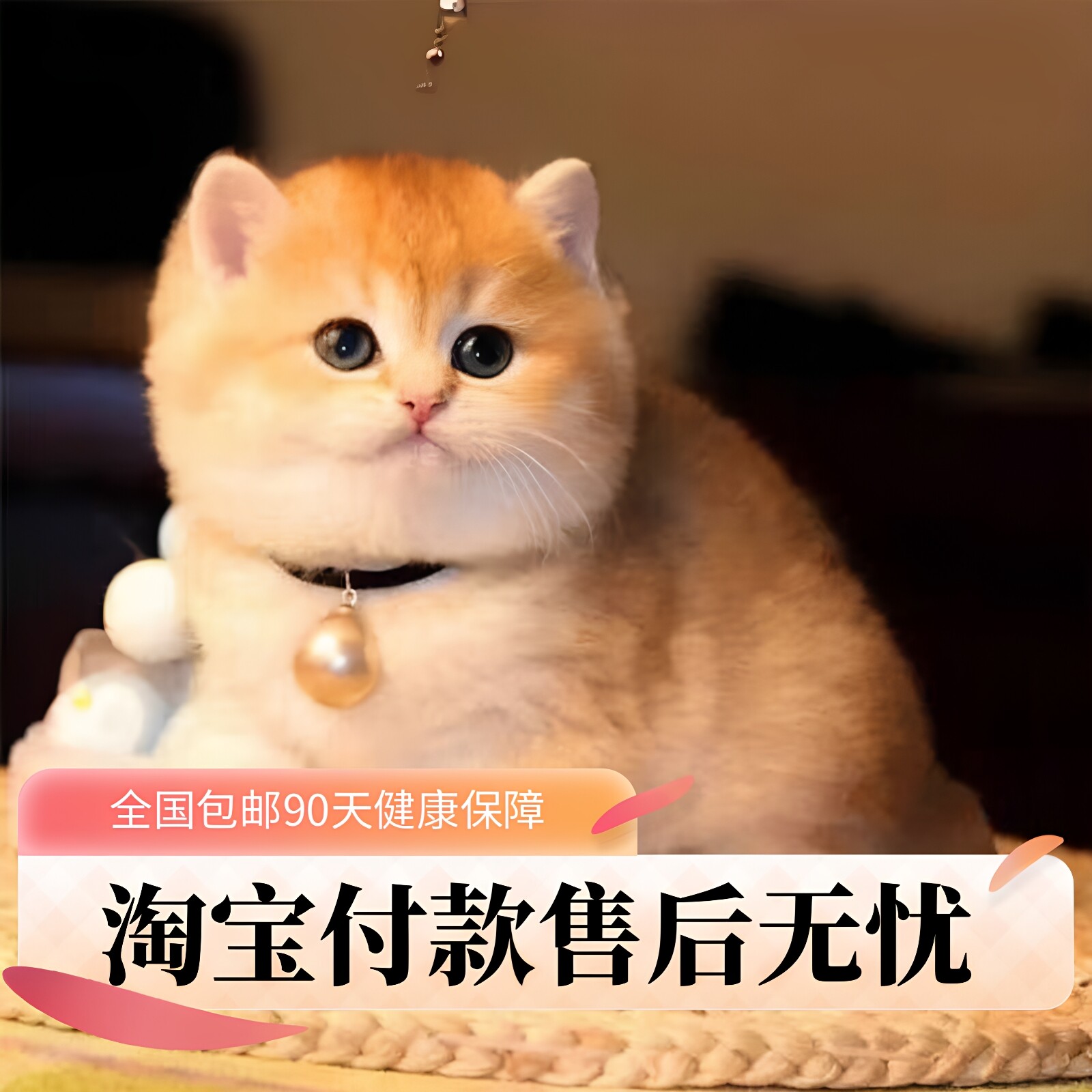全国包邮纯种健康幼猫淘宝付款