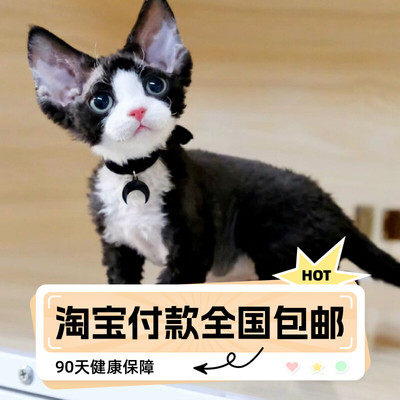 纯种德文卷毛猫幼猫德文猫柯尼斯卷毛猫不掉毛猫蓝眼赛级猫咪活体