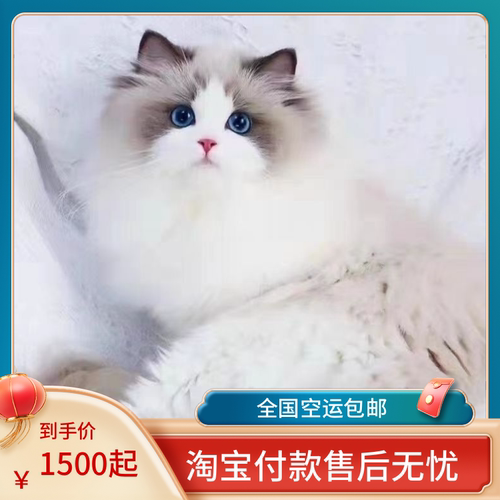 长毛布偶猫纯种活体猫舍淘宝交易