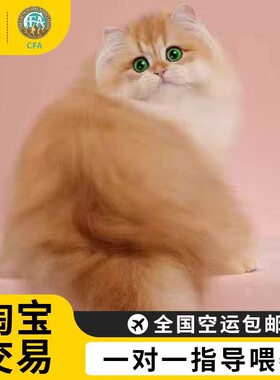 英短金渐层幼猫血统ny12宠物猫舍矮脚猫蓝金渐层猫咪长毛小猫活物