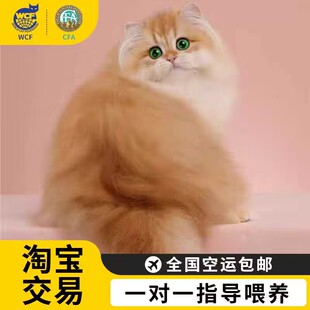 英短金渐层幼猫血统ny12宠物猫舍矮脚猫蓝金渐层猫咪长毛小猫活物