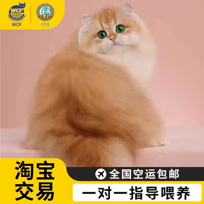 英短金渐层幼猫血统ny12宠物猫舍矮脚猫蓝金渐层猫咪长毛小猫活物