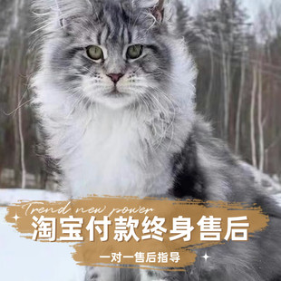 缅因猫幼猫纯种宠物猫俄罗斯巨型猫咪活体烟灰黑棕虎斑缅因长毛猫