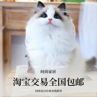 布偶猫幼猫纯种蓝双海双山猫长毛赛级仙女猫幼崽活物宠物猫咪活体