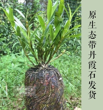贵州赤水原生态种活金钗石斛带丹霞石发货 仿野生长4年石斛铁皮苗