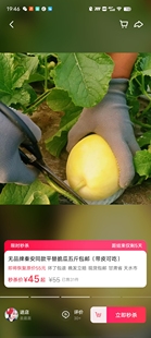 甘肃天水秦安白脆瓜