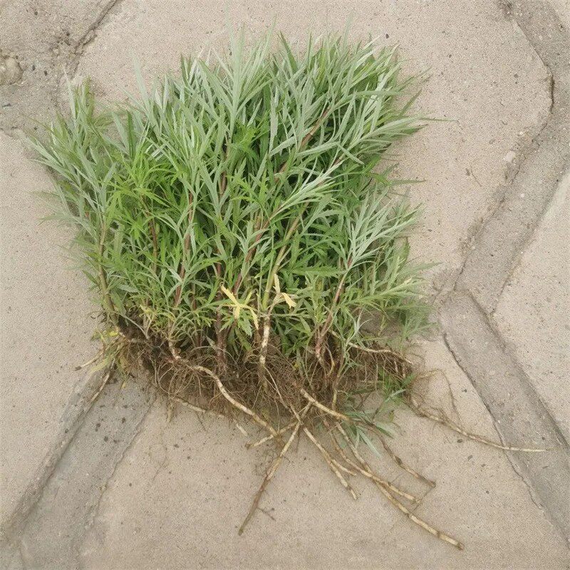 东北纯野生柳蒿苗柳蒿芽根健康野菜蘸酱菜新鲜现挖现发100棵包邮