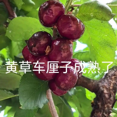 攀枝花米易县黄草优质现摘车厘子鲜红诱人健康水果尝鲜孕妇首选
