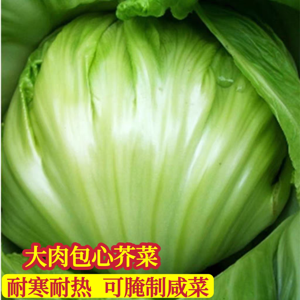 芥菜种子11号肉包腌制冬季