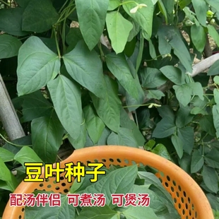 豆叶种子专吃叶子种籽叶可煮汤鲜嫩可口豆叶四季农家阳台蔬菜种子