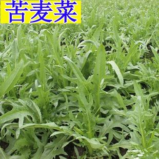 四季花芽苦麦菜种子广东甜麦菜苦麻菜籽青菜春秋季阳台蔬菜种孑籽