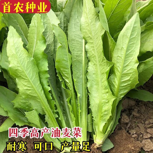 盈科不开花好吃甜脆易种植