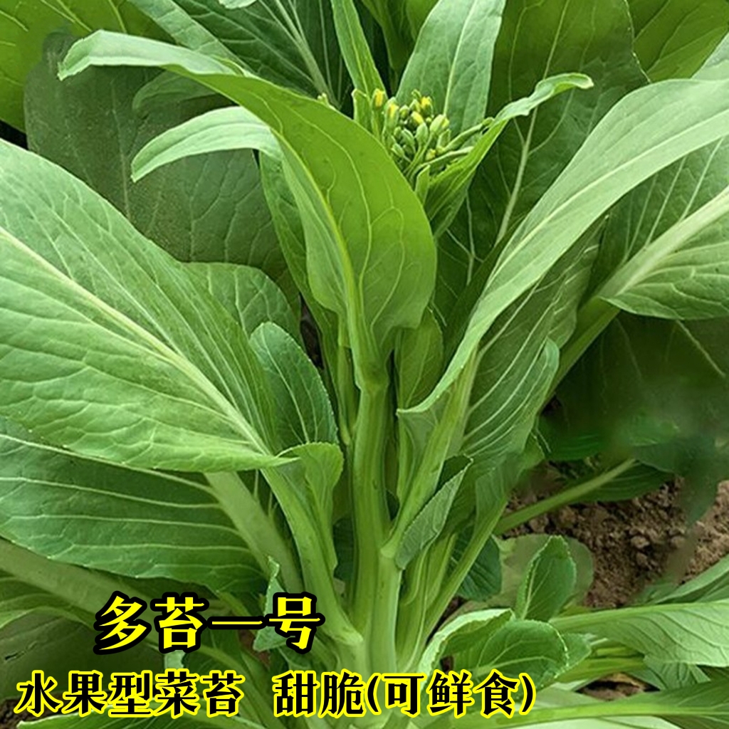 多苔一号菜苔种子青梗水果苔菜种籽广东青菜四季阳台大田蔬菜种子