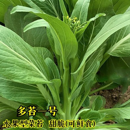 多苔一号菜苔种子青梗水果苔菜种籽广东青菜四季阳台大田蔬菜种子